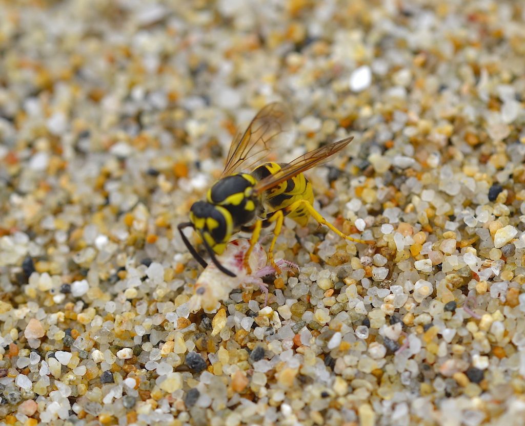 Vespula germanica?  S !